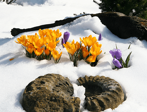 Crocus blooming in the snow.